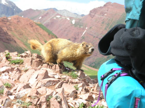 A curious marmot inspecting Brads pack